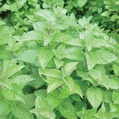 Spearmint Common - Burpee Seeds