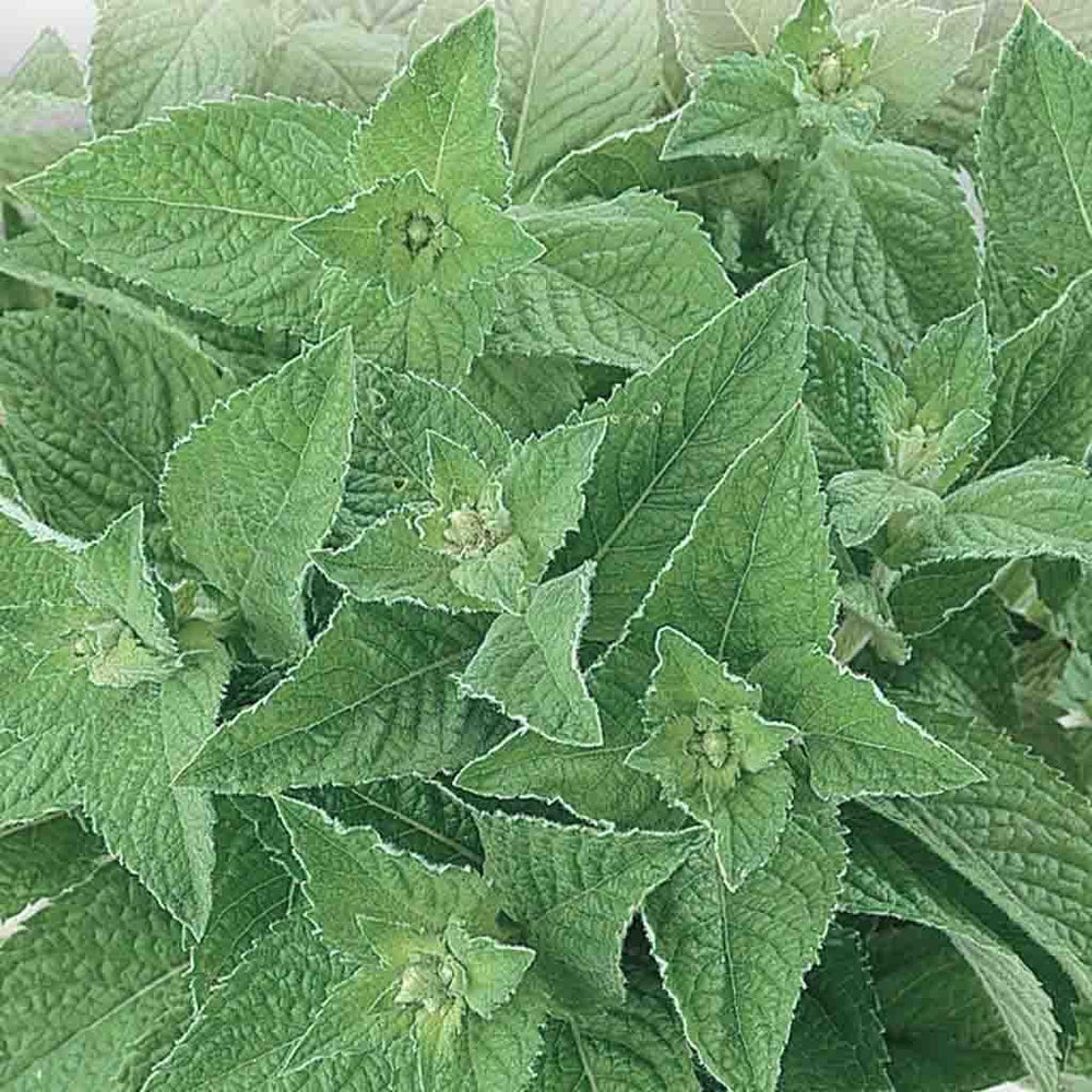 Spearmint - McKenzie Seeds 