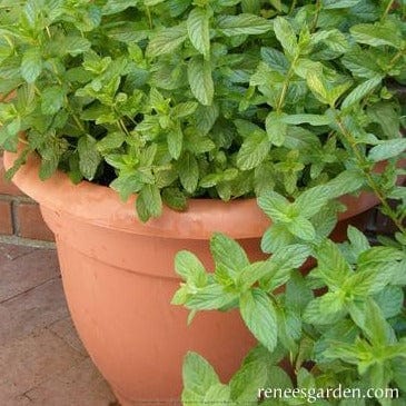 Mint Spearmint - Renee's Garden Seeds