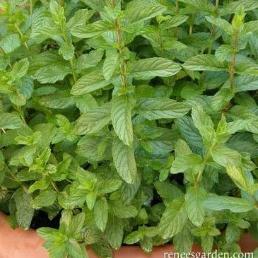 Mint Spearmint - Renee's Garden Seeds