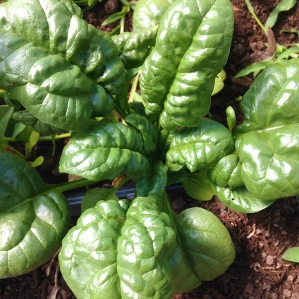 Spinach Abundant Bloomsdale - Saanich Organics Seeds