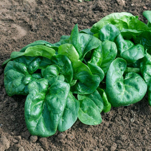 Spinach Bloomsdale - Aimer's Organic Seeds