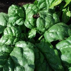 Spinach Bloomsdale Savoy - Good Earth Farms 