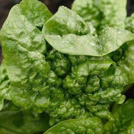 Spinach Bloomsdale Savoy - West Coast Seeds