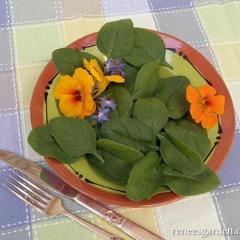 Spinach Catalina - Renee's Garden