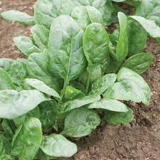Spinach Corvair - Salt Spring Seeds