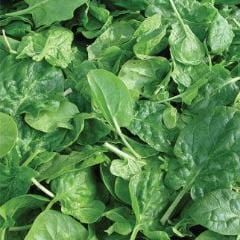 Spinach Double Choice - Burpee Seeds