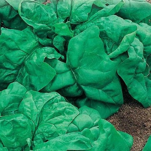 Spinach Giant Nobel - McKenzie Seeds