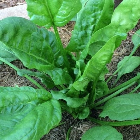 Spinach Giant Winter - Salt Spring Seeds