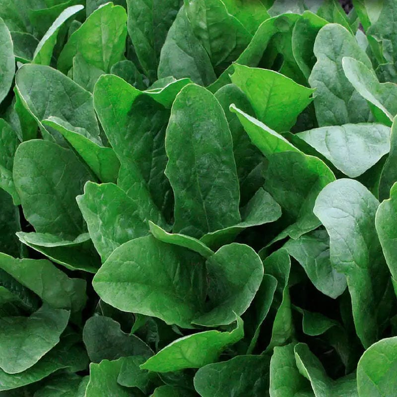 Spinach Imperial Green F1 (Asian Vegetable) - McKenzie Seeds