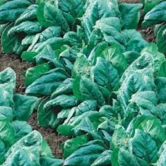 Spinach King of Denmark - McKenzie Seeds