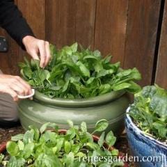 Spinach Little Hero - Renee's Garden