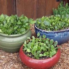 Spinach Little Hero - Renee's Garden