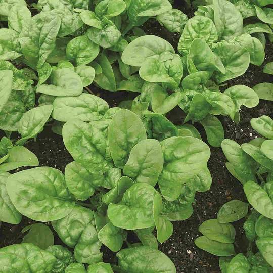 Spinach Long Standing Bloomdale - McKenzie Seeds