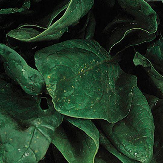 Spinach Matador - McKenzie Seeds