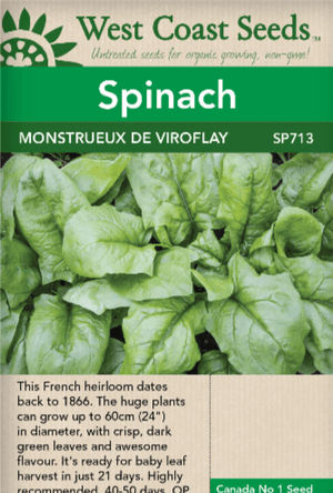 Spinach Monstrueux de Viroflay - West Coast Seeds