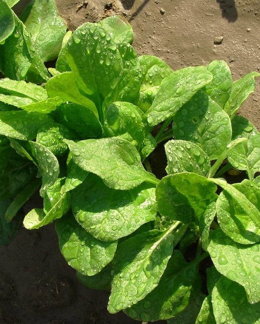 Spinach Monstrueux de Viroflay - West Coast Seeds