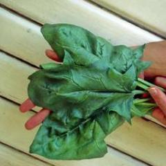 Spinach Oriental Giant - Renee's Garden