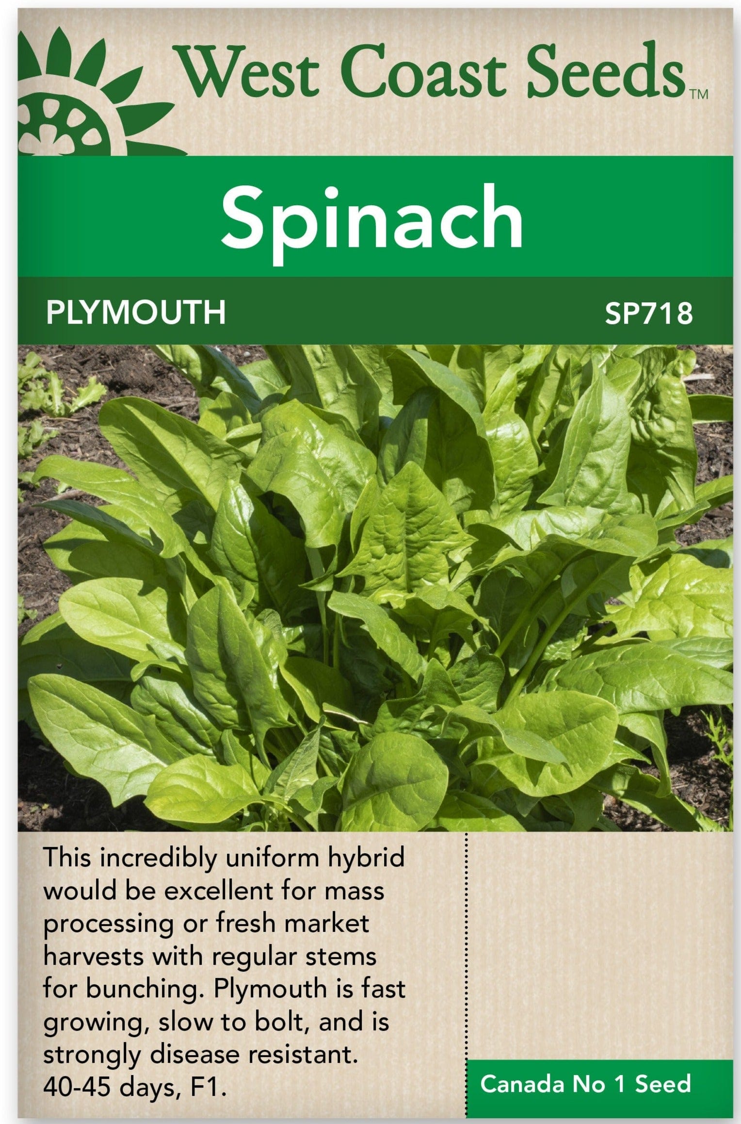 Spinach Plymouth - West Coast Seeds