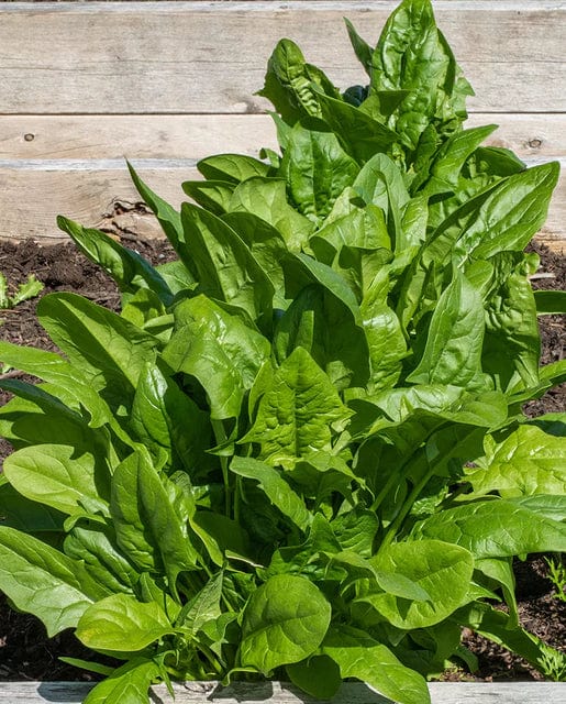 Spinach Plymouth - West Coast Seeds