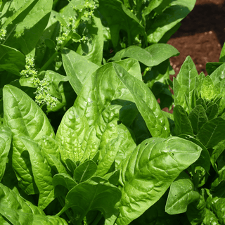 Spinach Salad Sensation - Burpee Seeds