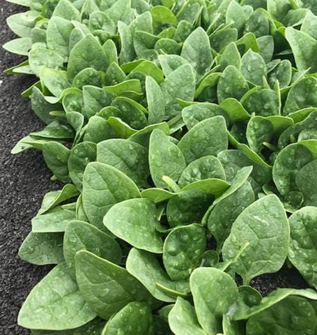 Spinach Seaside - West Coast Seeds