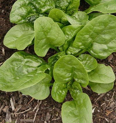 Spinach Skookum - West Coast Seeds