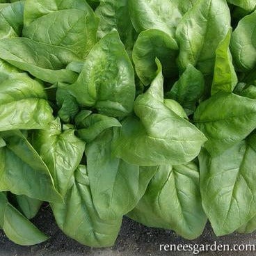 Spinach Summer Perfection - Renee's Garden Seeds