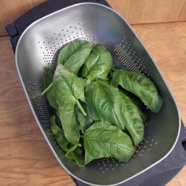 Spinach Summer Perfection - Renee's Garden Seeds