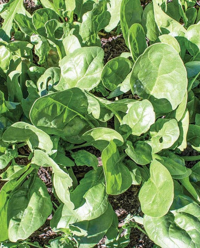 Spinach Yukon - West Coast Seeds