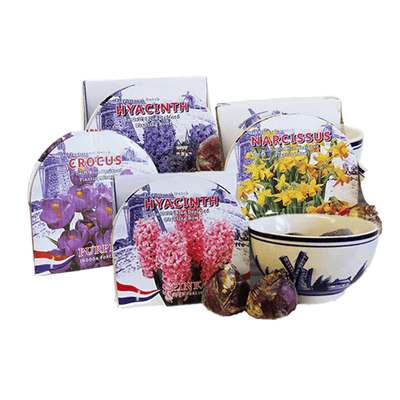 Spring Flowering Bulbs - Ceramic Bowl Kits
