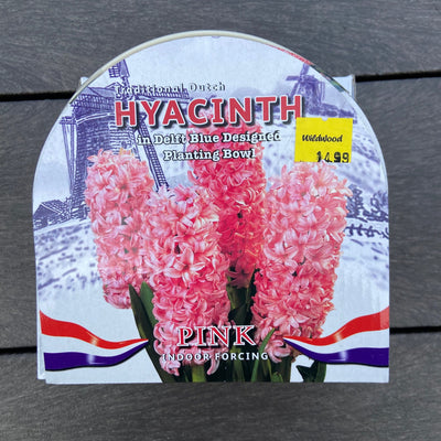 Spring Flowering Bulbs - Ceramic Bowl Kits Hyacinth Pink