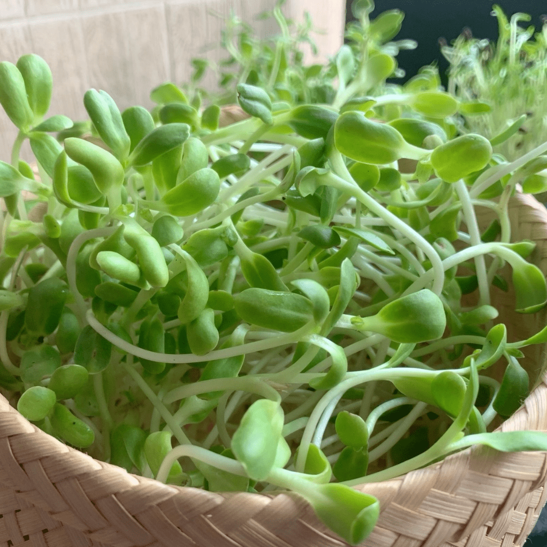 Sprouting Sunflower Black Seeded - Mr. Fothergill's