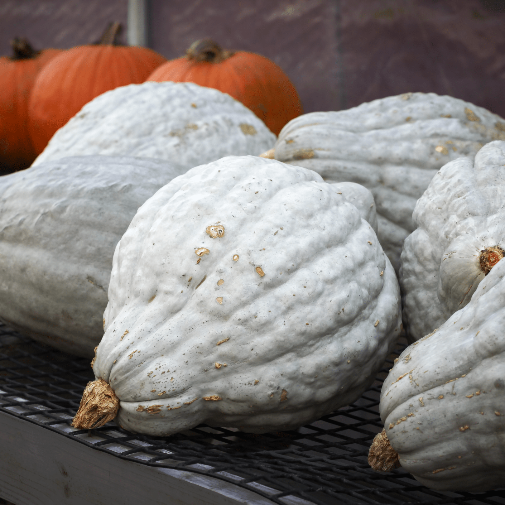 Squash Baby Blue Hubbard - Salt Spring Seeds