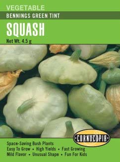 Squash Bennings Green Tint - Cornucopia Seeds