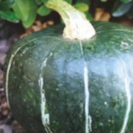 Squash Buttercup - Aimer's Organic Seeds