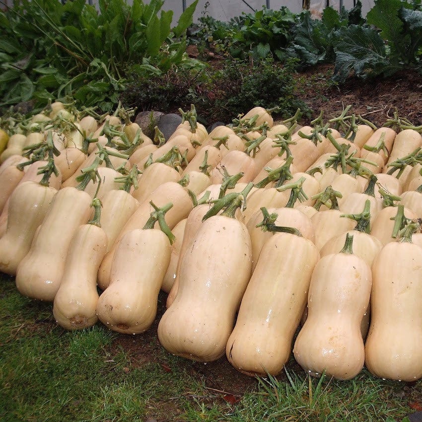 Squash Butternut - Salt Spring Seeds