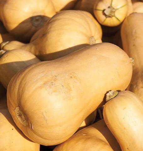 Squash Butternut Victory - West Coast Seeds