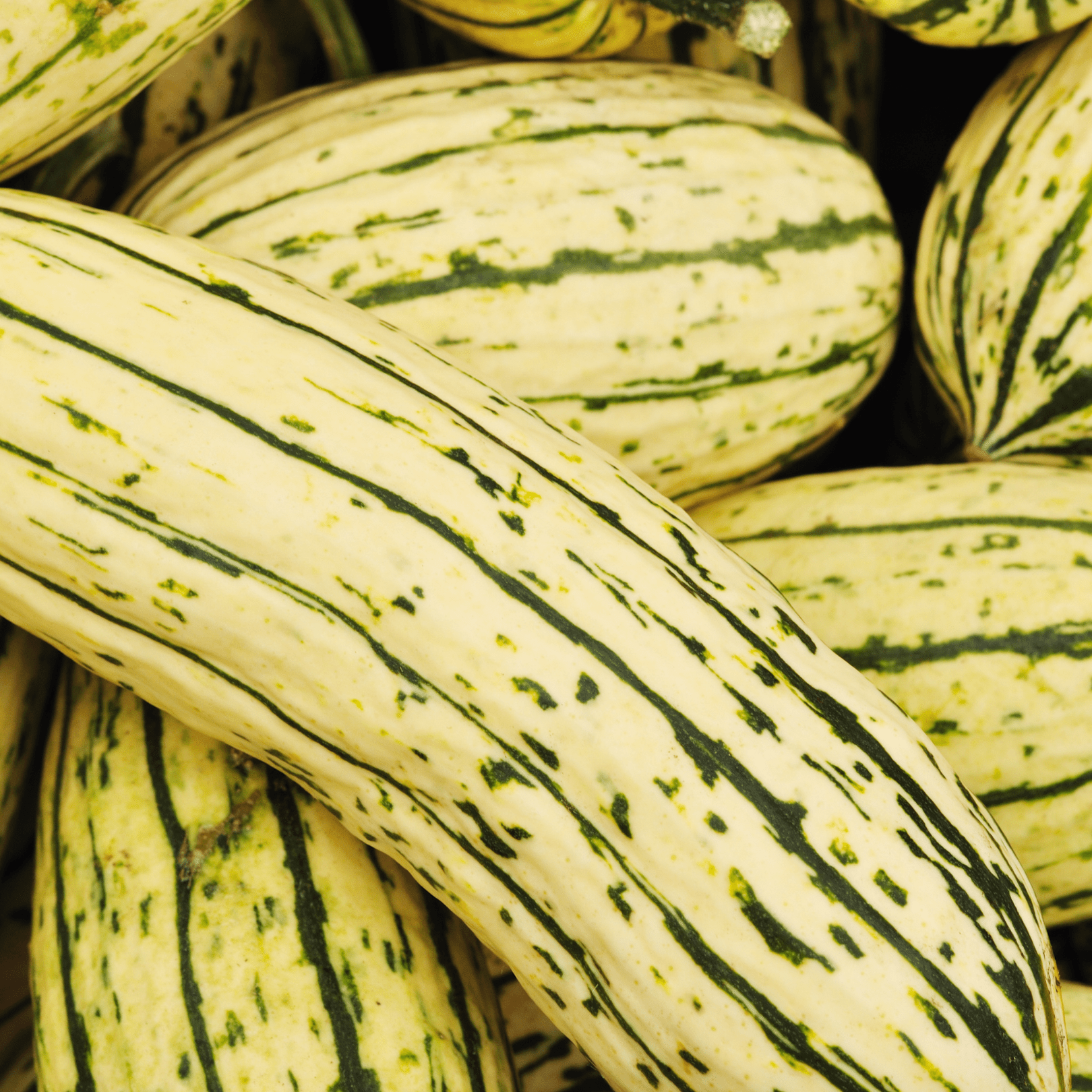 Squash Delicata Zeppelin - Salt Spring Seeds