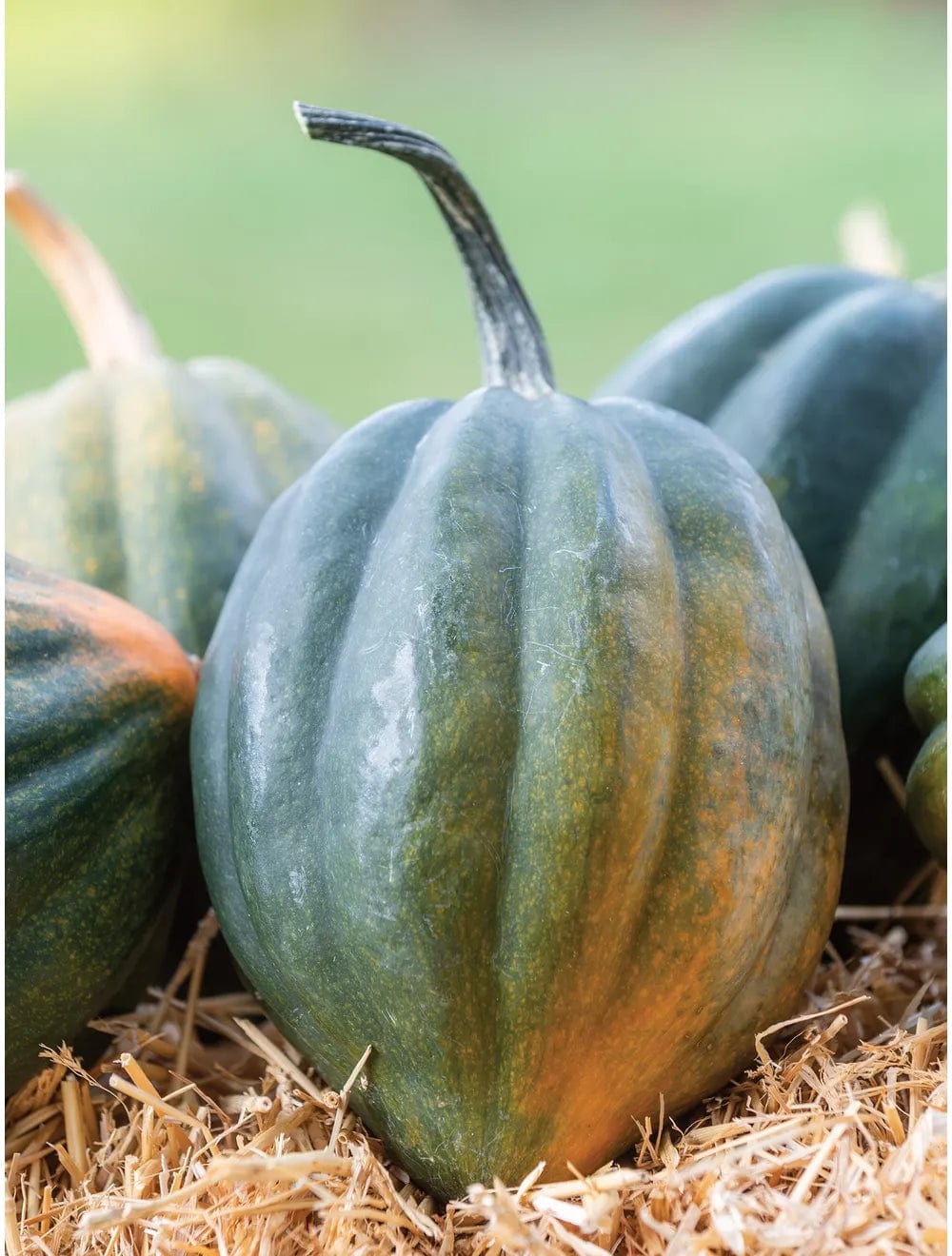 Squash Early Acorn Hybrid - Burpee Seeds