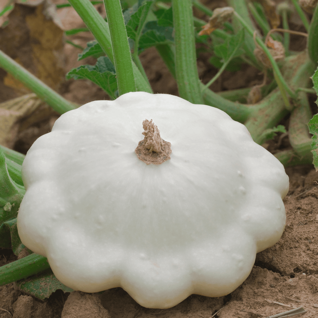 Squash Early White Scallop - Ontario Seed Company