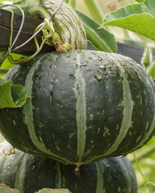 Squash First Taste Kabocha - West Coast Seeds