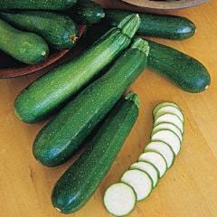 Squash Fordhook Zucchini - Burpee Seeds