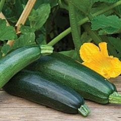 Squash Fordhook Zucchini - Burpee Seeds