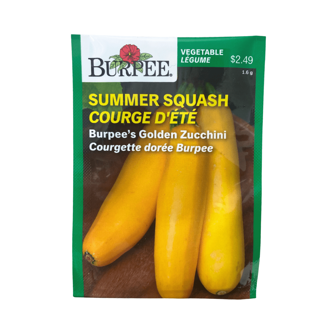 Squash Golden Zucchini - Burpee Seeds