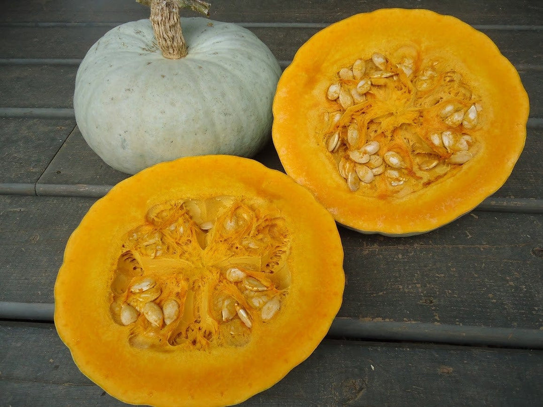 Squash Hokkaido - Salt Spring Seeds