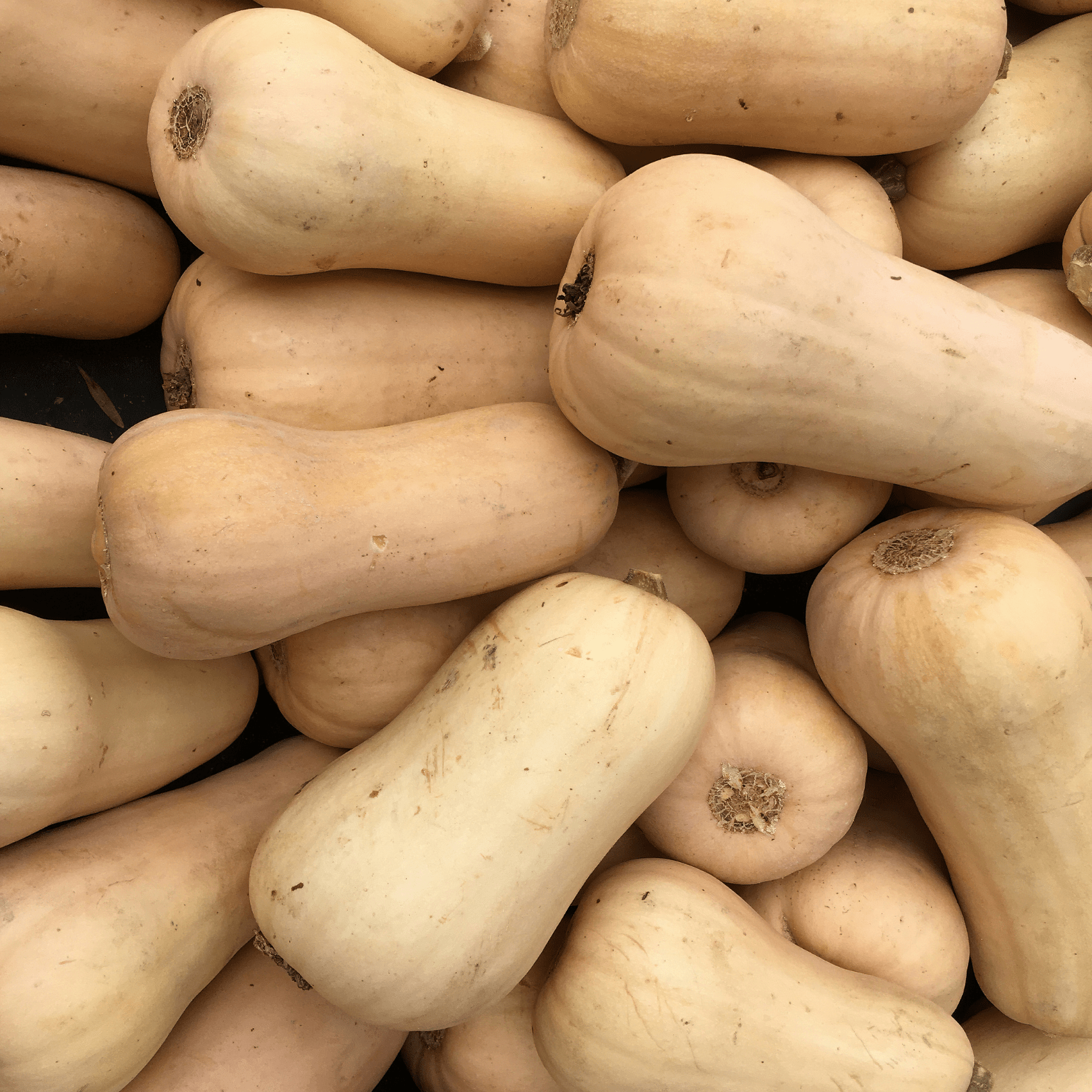 Squash Honey Butternut - Salt Spring Seeds