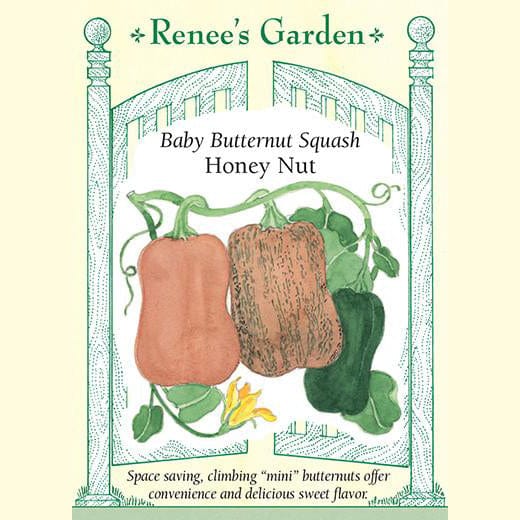 Squash Honey Nut - Renee's Garden