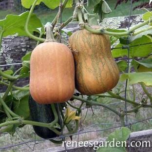 Squash Honey Nut - Renee's Garden