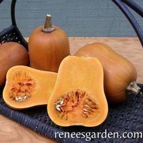 Squash Honey Nut - Renee's Garden